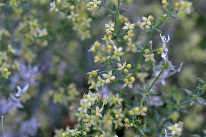 Starry Bedstraw is a forb or sub-shrub with star shaped flowers growing erect along dry rocky slopes. Plants Galium stellatum